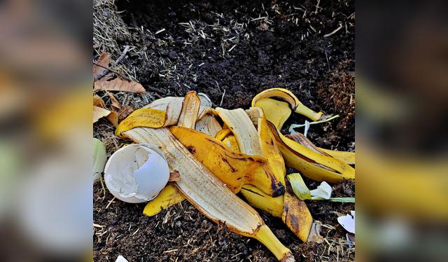 Utiliza las cáscaras de plátano en el compost.   