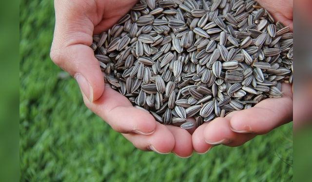 Las pepas de girasol contienen alto contenido en magnesio beneficioso para el organismo. Fuente: Pexels.   