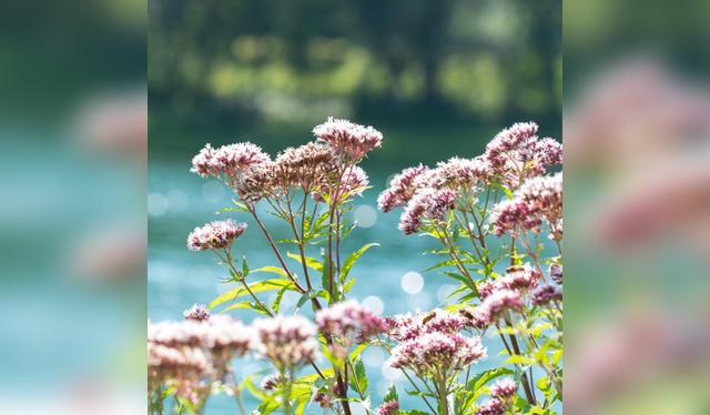 La planta valeriana combate la ansiedad y el estrés.   