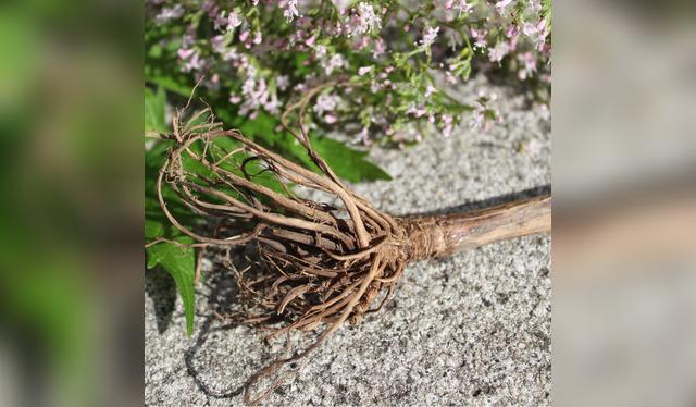 La raíz de la planta valeriana se hierve para obtener la infusión.   