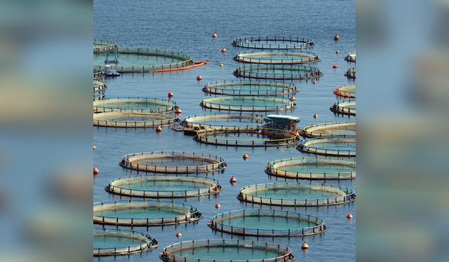 La crianza en piscifactorías pone en riesgo la calidad del salmón que consumes.   