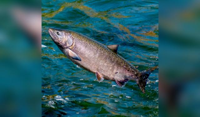 La crianza industrial del salmón puede comprometer su calidad y tu salud.   