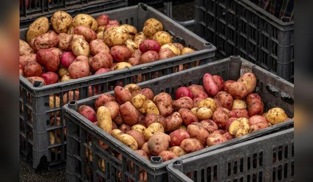 Asimismo, el abastecimiento de frutas y verduras en los mercados de Lima alcanzó las 9,038 toneladas.   