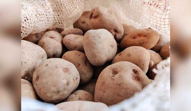 Su contenido de almidón brinda energía constante y está bajo en grasa, siendo una excelente opción alimenticia.   