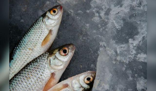 Consumidores y proveedores deben actuar con precaución, exigiendo calidad en los productos del mar.   