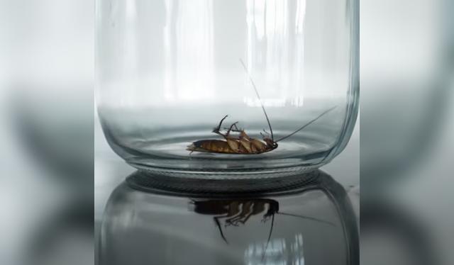 Truco casero para eliminar las cucarachas Truco casero para eliminar las cucarachas