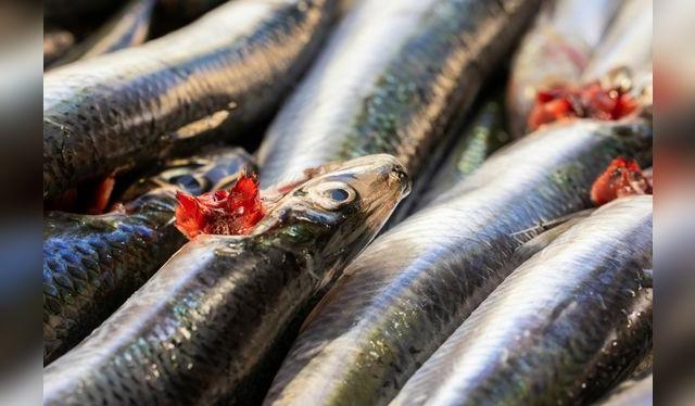 Se ordena el retiro inmediato de 81 cajas de "Salted Smoked Split Herring" en Nueva York, Nueva Jersey y Connecticut. Se ordena el retiro inmediato de 81 cajas de "Salted Smoked Split Herring" en Nueva York, Nueva Jersey y Connecticut.
