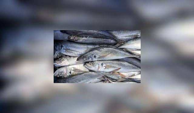  Jurel y caballa, pescados azules ricos en Omega-3, ideales para preparar un ceviche.    