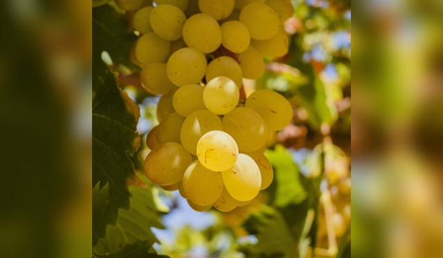 El pisco peruano se elabora con uvas pisqueras cultivadas en zonas específicas con denominación de origen.   