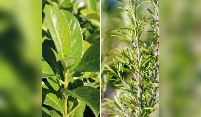 Romero y laurel: más que sabor, una combinación para tu bienestar mental.   