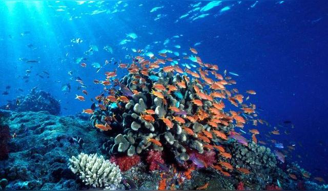 Las latas antiguas revelan no solo el estado del pescado, sino también cambios en el ambiente marino por décadas. Las latas antiguas revelan no solo el estado del pescado, sino también cambios en el ambiente marino por décadas.