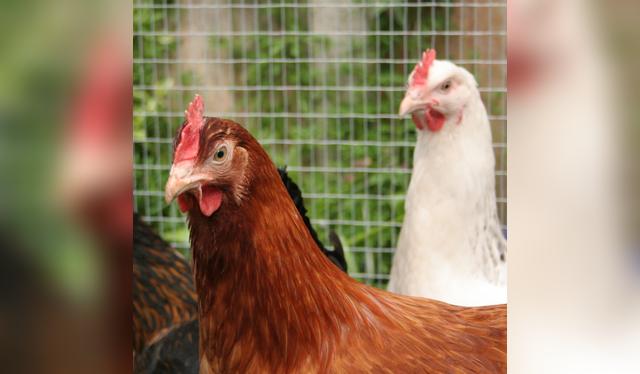 Gallina y pollo: dos aves, dos caldos con sabores y nutrientes distintos.