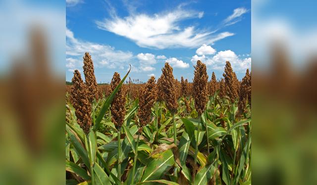 De África y Asia al mundo: el cereal que alimenta a millones desde hace miles de años. De África y Asia al mundo: el cereal que alimenta a millones desde hace miles de años.
