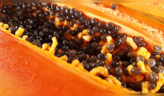 Se recomienda de 5 a 7 semillas de papaya.    