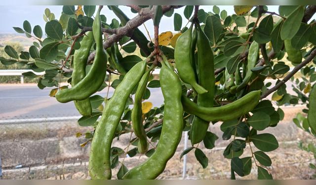 La algarroba: el fruto mediterráneo que sorprende por su sabor a chocolate.