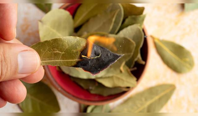 Quemar algunas hojas de laurel aromatiza el ambiente.   