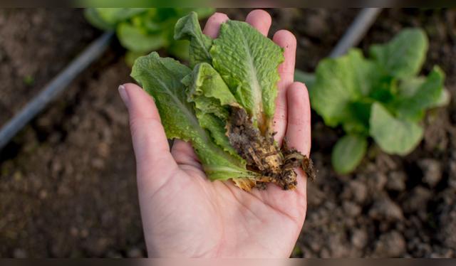 Para aplicar este método, corta la base de la lechuga, humedece papel de cocina en alcohol y guárdala en una bolsa. Fuente: Shutterstock.   