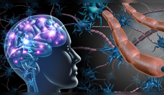 El alcohol en las mujeres potencia rasgos masculinos y en los hombres frena la producción de testosterona.   