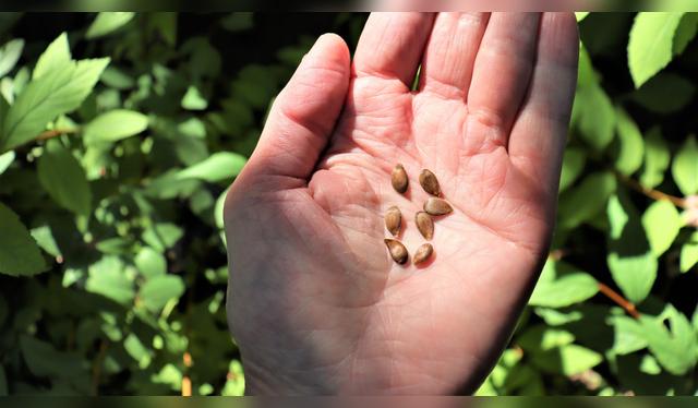 Semillas con cianuro.   