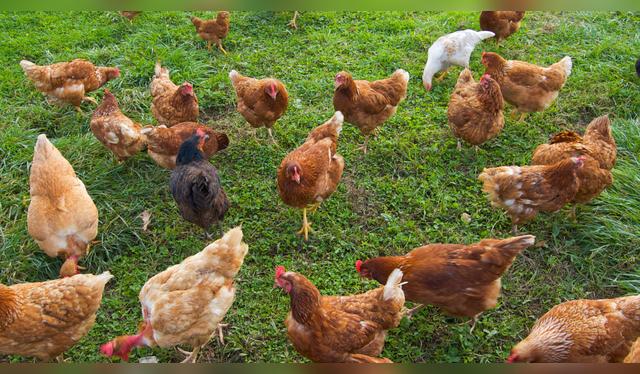 Las gallinas criadas al aire libre suelen producir yemas más intensas. Las gallinas criadas al aire libre suelen producir yemas más intensas.