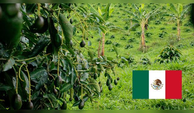 El oro verde mueve miles de millones y América Latina sigue liderando. El oro verde mueve miles de millones y América Latina sigue liderando.