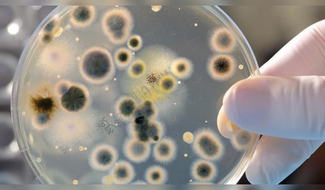 Estos parches eliminar las bacterias de los alimentos.   