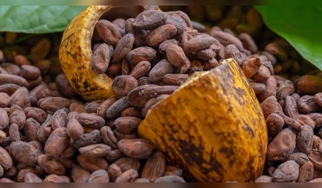 Cacao.   