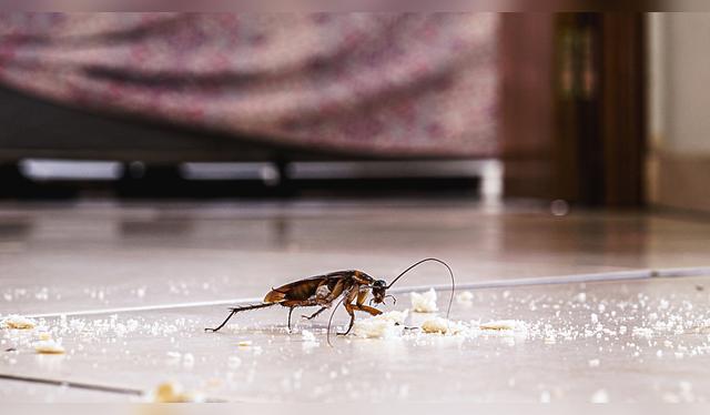 Si no se combaten las cucarachas, estas pueden infestar la cocina. Si no se combaten las cucarachas, estas pueden infestar la cocina.