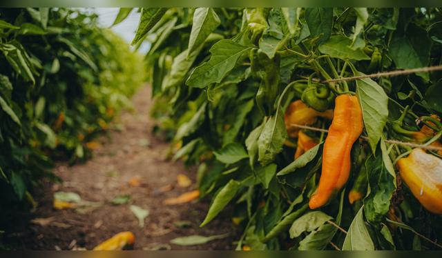 Los agroquímicos en el ají amarillo pueden causar daños neurológicos.   