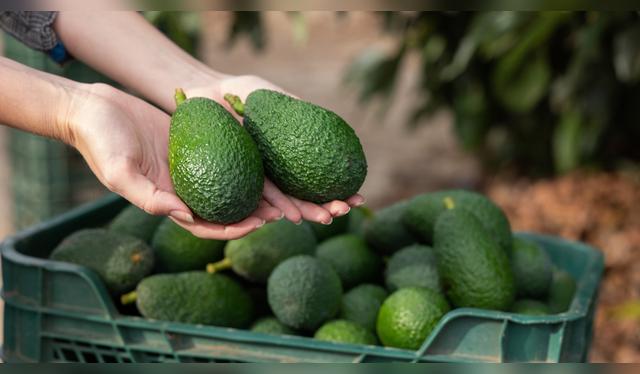 La palta es la fruta más exportada. La palta es la fruta más exportada.