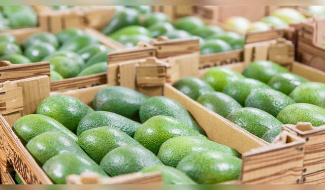 Se producen en la costa peruana. Se producen en la costa peruana.