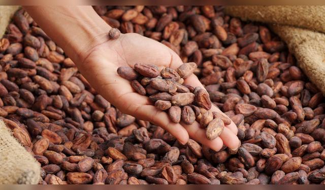 El cacao también es libre de aranceles. El cacao también es libre de aranceles.