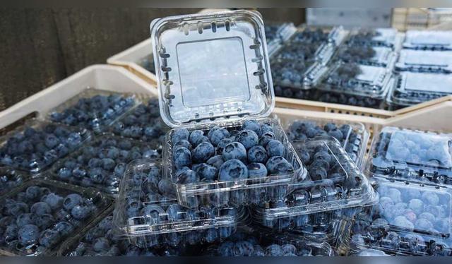 Arándanos peruanos de alta calidad, listos para conquistar el exigente mercado japonés. Arándanos peruanos de alta calidad, listos para conquistar el exigente mercado japonés.