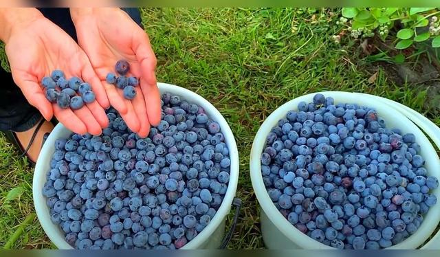 Japón, un mercado clave para el arándano peruano está en la espera de un acuerdo fitosanitario para su ingreso. Japón, un mercado clave para el arándano peruano está en la espera de un acuerdo fitosanitario para su ingreso.