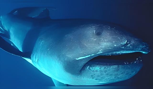 Tiburón megaboca.   