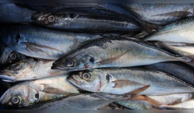  Jurel y caballa, pescados azules ricos en Omega-3, ideales para preparar un ceviche.    