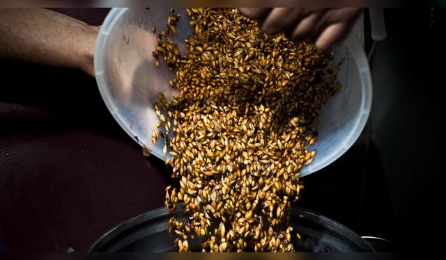 La cebada es indispensable en la receta del emoliente. Foto: David Humaní (GLR) La cebada es indispensable en la receta del emoliente. Foto: David Humaní (GLR)