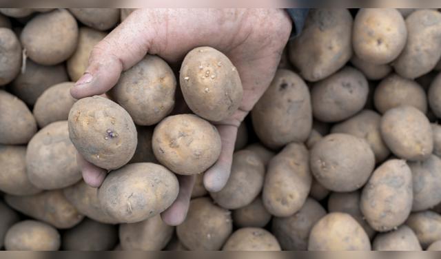Si la papa tiene pequeños brotes, pero mantiene una textura firme y lisa, aún puede consumirse siempre que retires los brotes antes de cocinarla. Foto: Envato  