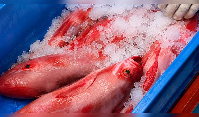 Las cevicherías recurren a pescados menos comunes, como el lorito, cuya presencia aumenta con las aguas cálidas de El Niño y permite diversificar la oferta. Composición: Buenazo  