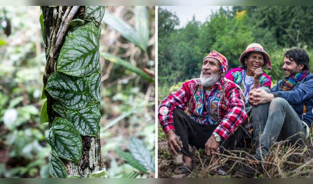 A través de Mater Iniciativa, Virgilio Martínez investiga la biodiversidad y los conocimientos tradicionales junto a comunidades de Cusco. Composición: Buenazo   