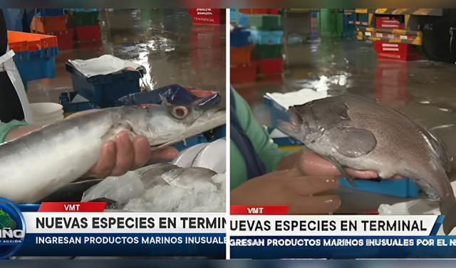 En el terminal se encontraron pescados como espejo, San Pedro y pez loro, con precios de S/ 10 a S/ 25 por kilo, que amplían la variedad disponible en los mercados. Composición: Buenazo  
