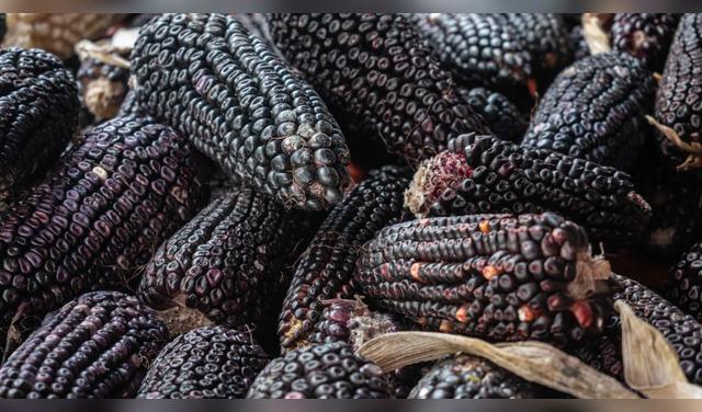 La investigación seleccionó 11 tipos de maíz morado capaces de reventar, con resultados variables según las condiciones ambientales. Foto: Envato La investigación seleccionó 11 tipos de maíz morado capaces de reventar, con resultados variables según las condiciones ambientales. Foto: Envato