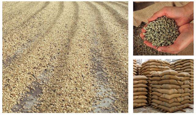 Café listo para exportación o para pasar al proceso de tostado.   