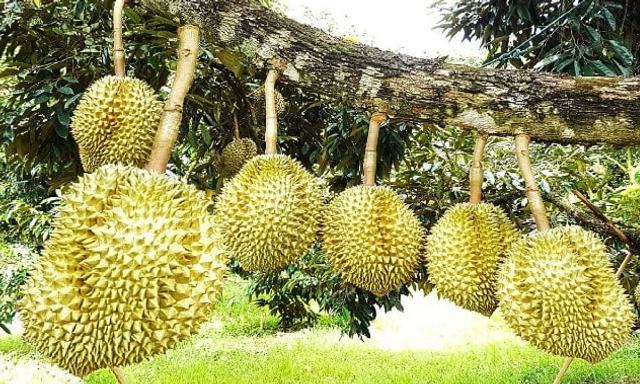 Esta fruta, ligeramente ovalada, suele pesar de 1 a 3 kilos y en su interior conserva una pulpa de textura suave y cremosa.   