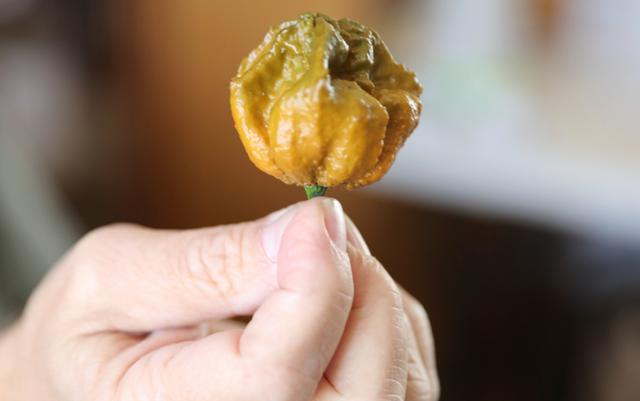  Pepper x es el ají más picante del mundo   