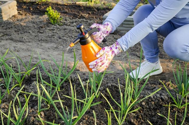 Agroquímicos en cebolla china. Agroquímicos en cebolla china.