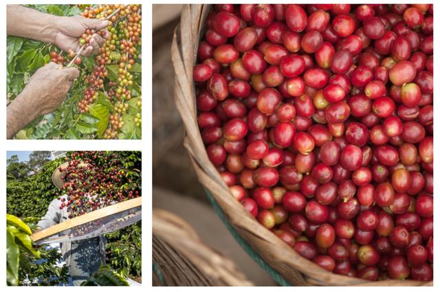 <em>Una vez cosechado el cerezo, debe despulparse el mismo día, ya que corre el riesgo de perder su calidad. </em>   