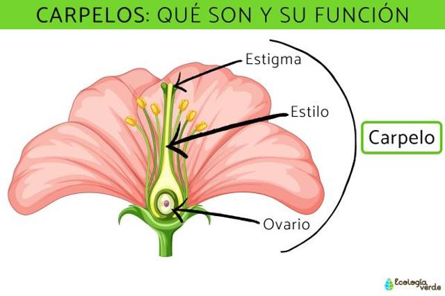 Los carpelos conforman la parte reproductiva de las flores Los carpelos conforman la parte reproductiva de las flores