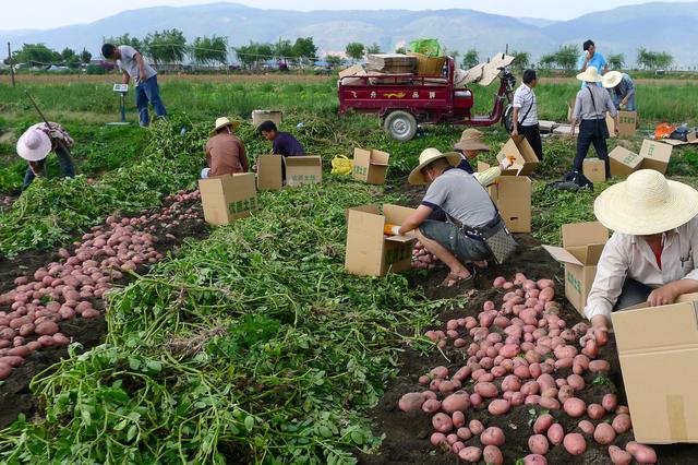 China se destaca como el mayor productor   