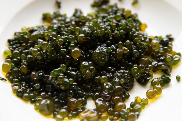 El cushuro crece en las lagunas de la sierra a más de 3,000 metros sobre el nivel del mar. El cushuro crece en las lagunas de la sierra a más de 3,000 metros sobre el nivel del mar.